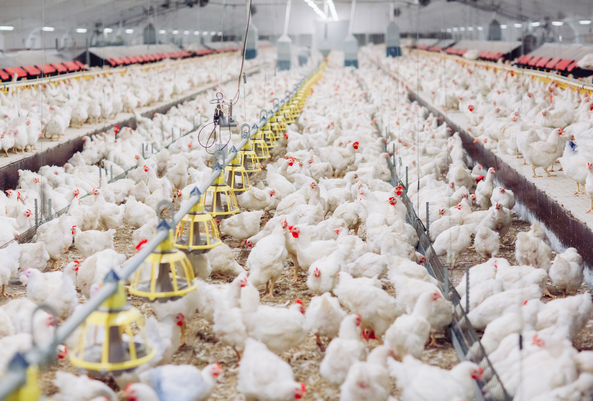 cbm-broiler-poultry-farming-products