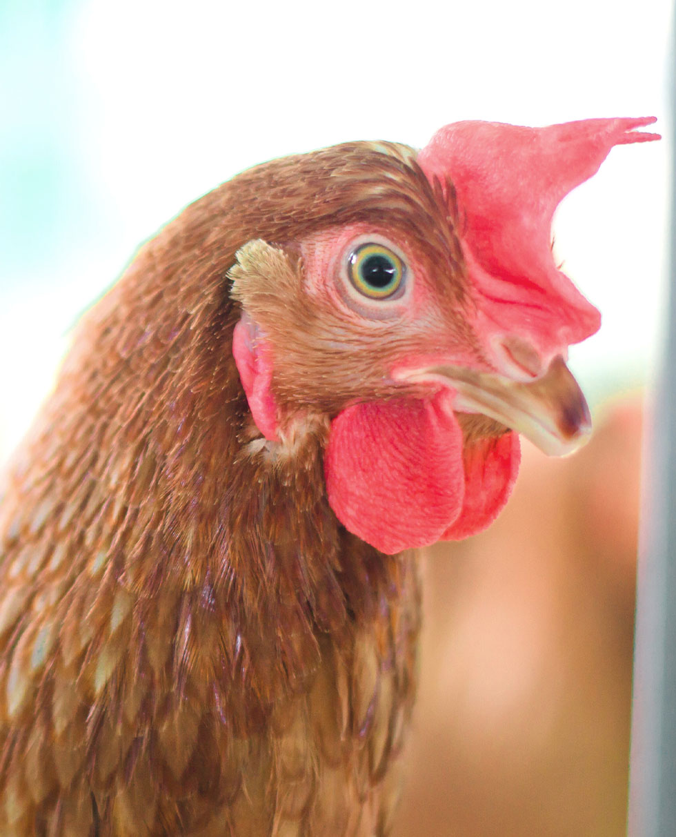 cbm-layer-poultry-content3