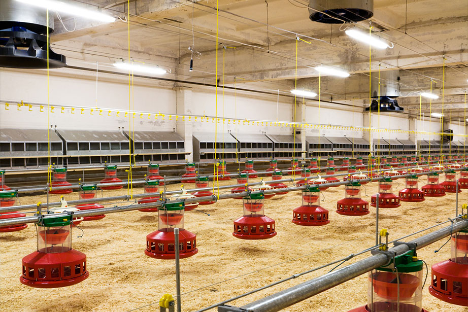 cbm-led-lighting-broiler-chicken