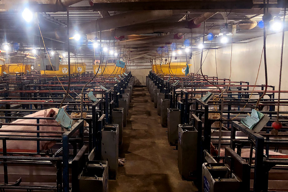 cbm-led-lighting-pig-farming2