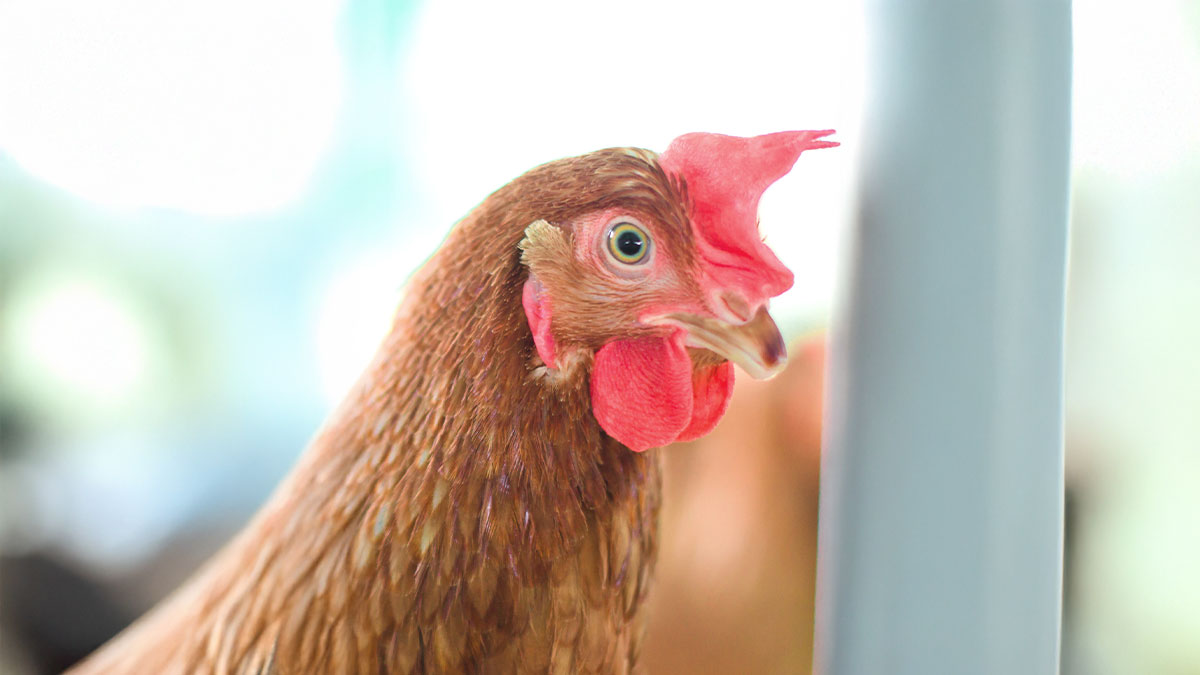 cbm-light-perception-layer-chicken-v2