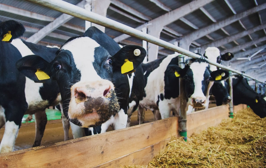 cbm-lighting-expertise-dairy-cattle--5-1