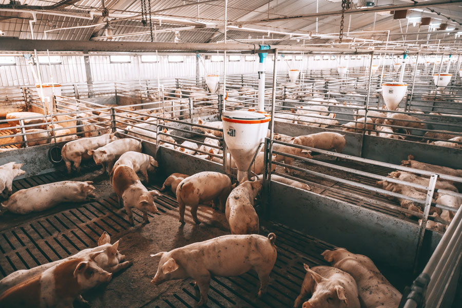 cbm-lighting-expertise-pig-farming