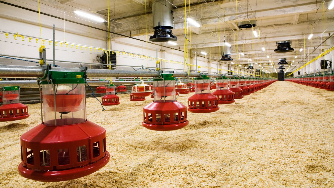 cbm-led-lighting-layer-poultry