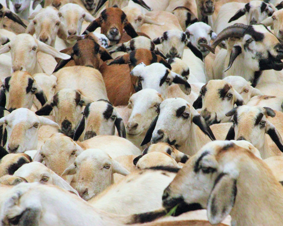 goat-farming-europe-cbm