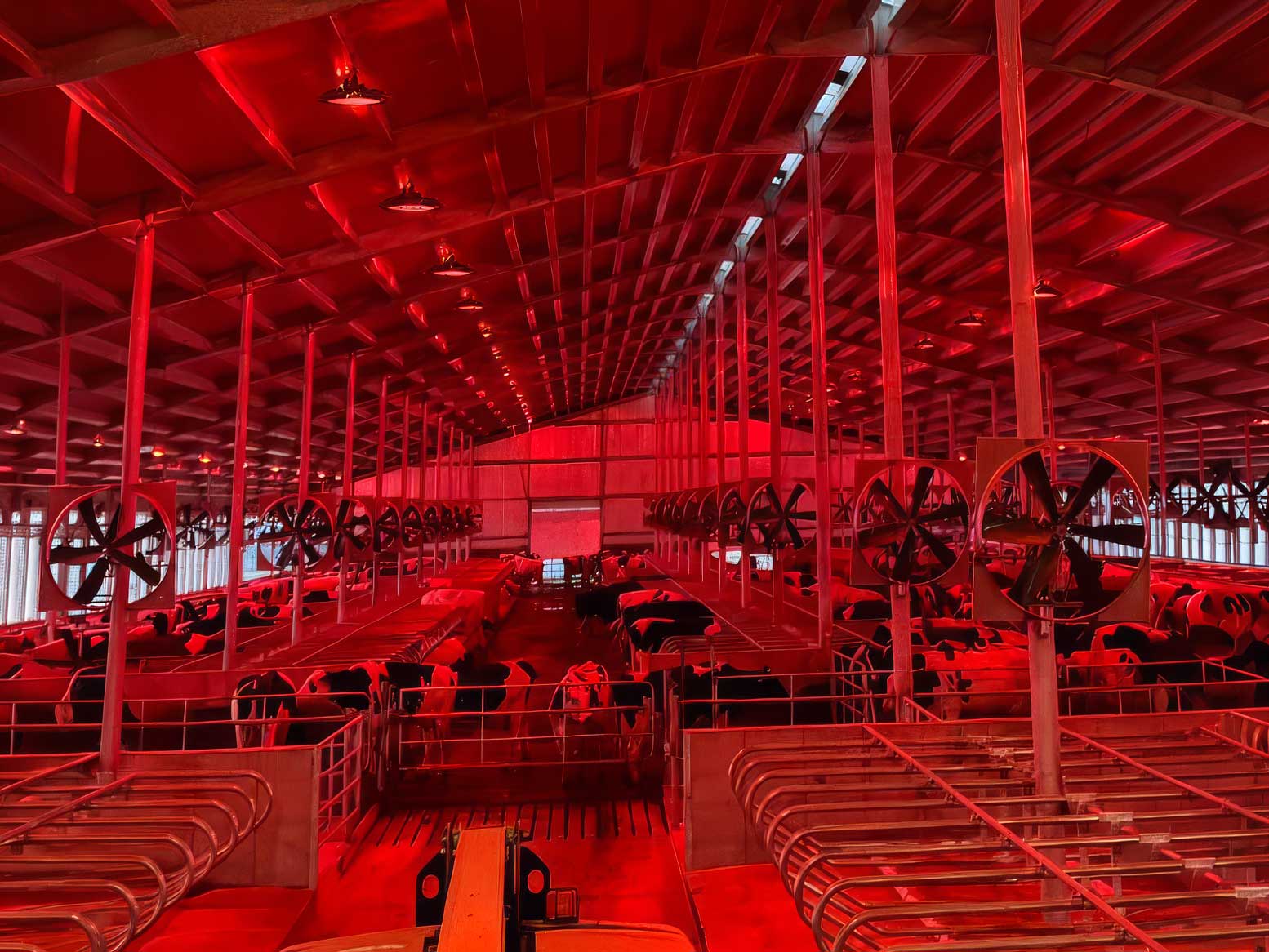 cbm-cattle--lighting-hero